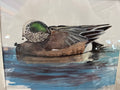 Widgeon