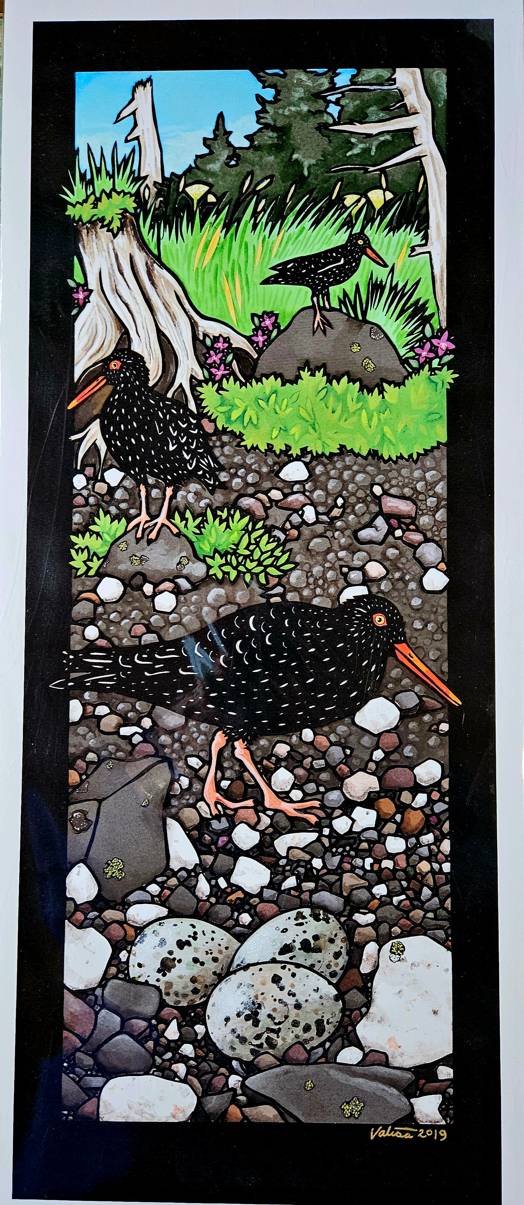 Oyster Catchers
