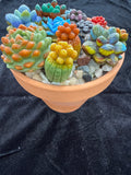 #206 Clay pot succulents