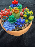 #204 clay pot succulents