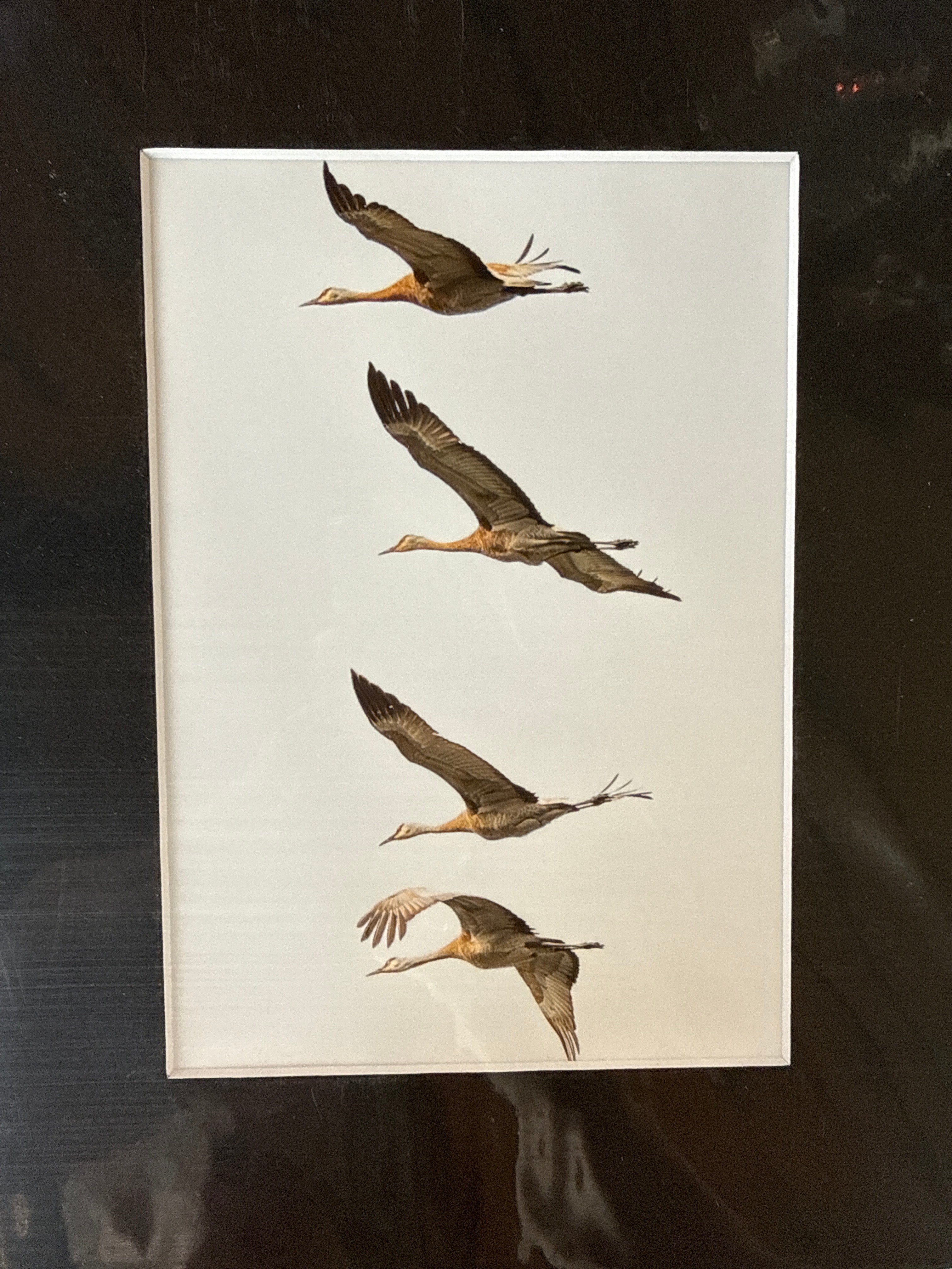 Photography Prints, Matted 5x7