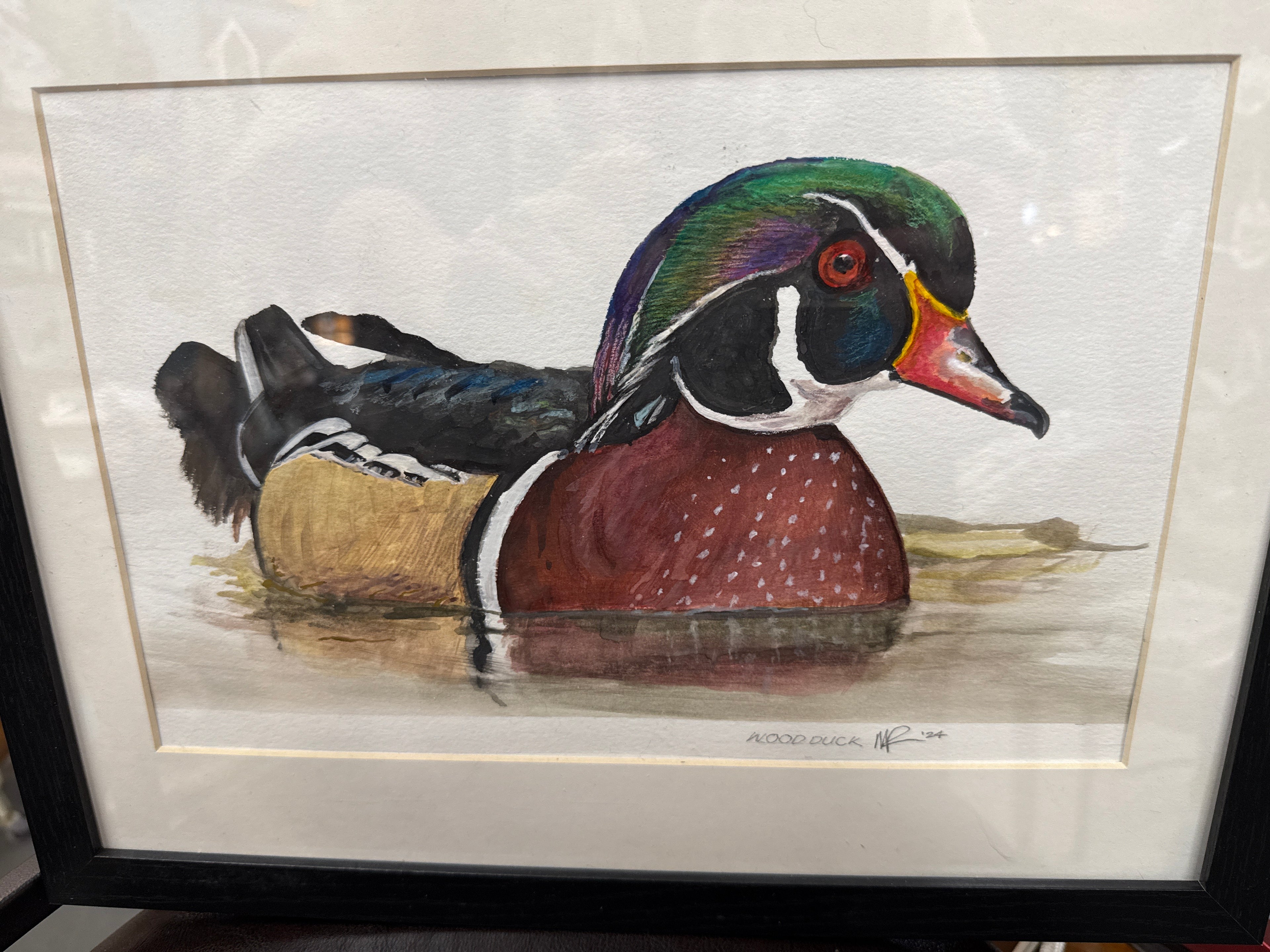 Wood duck
