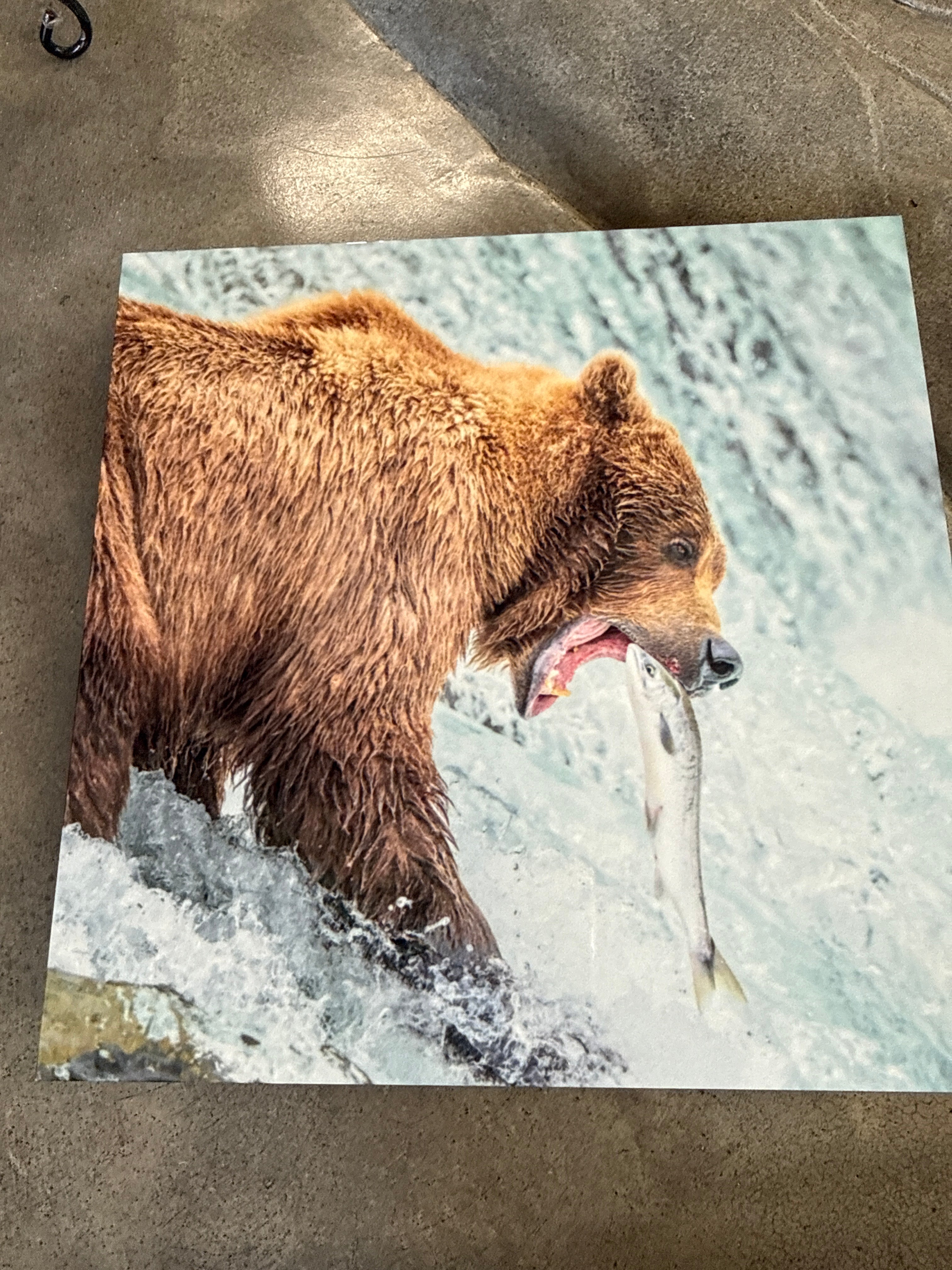 Bear in falls