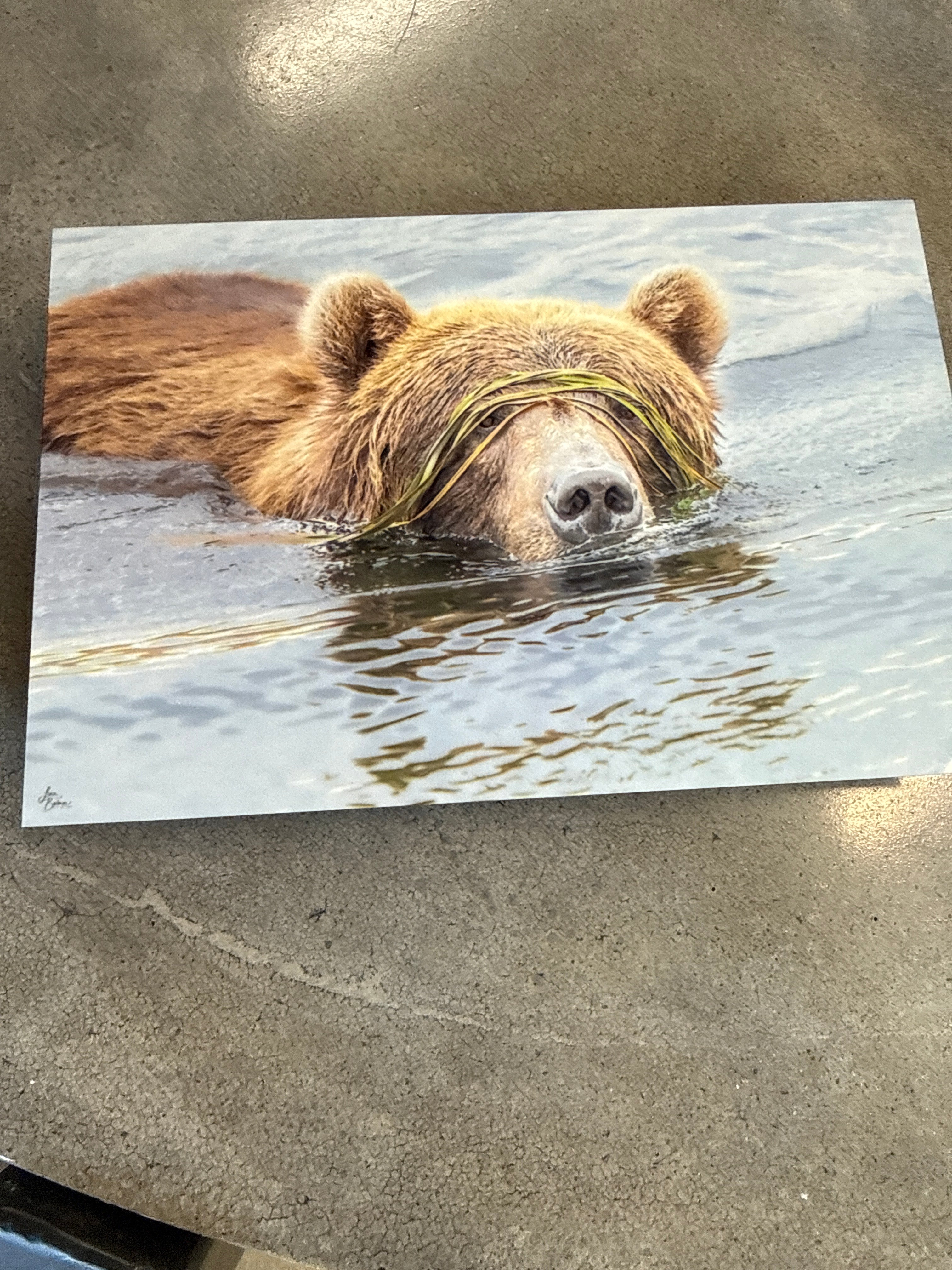 Bear in falls