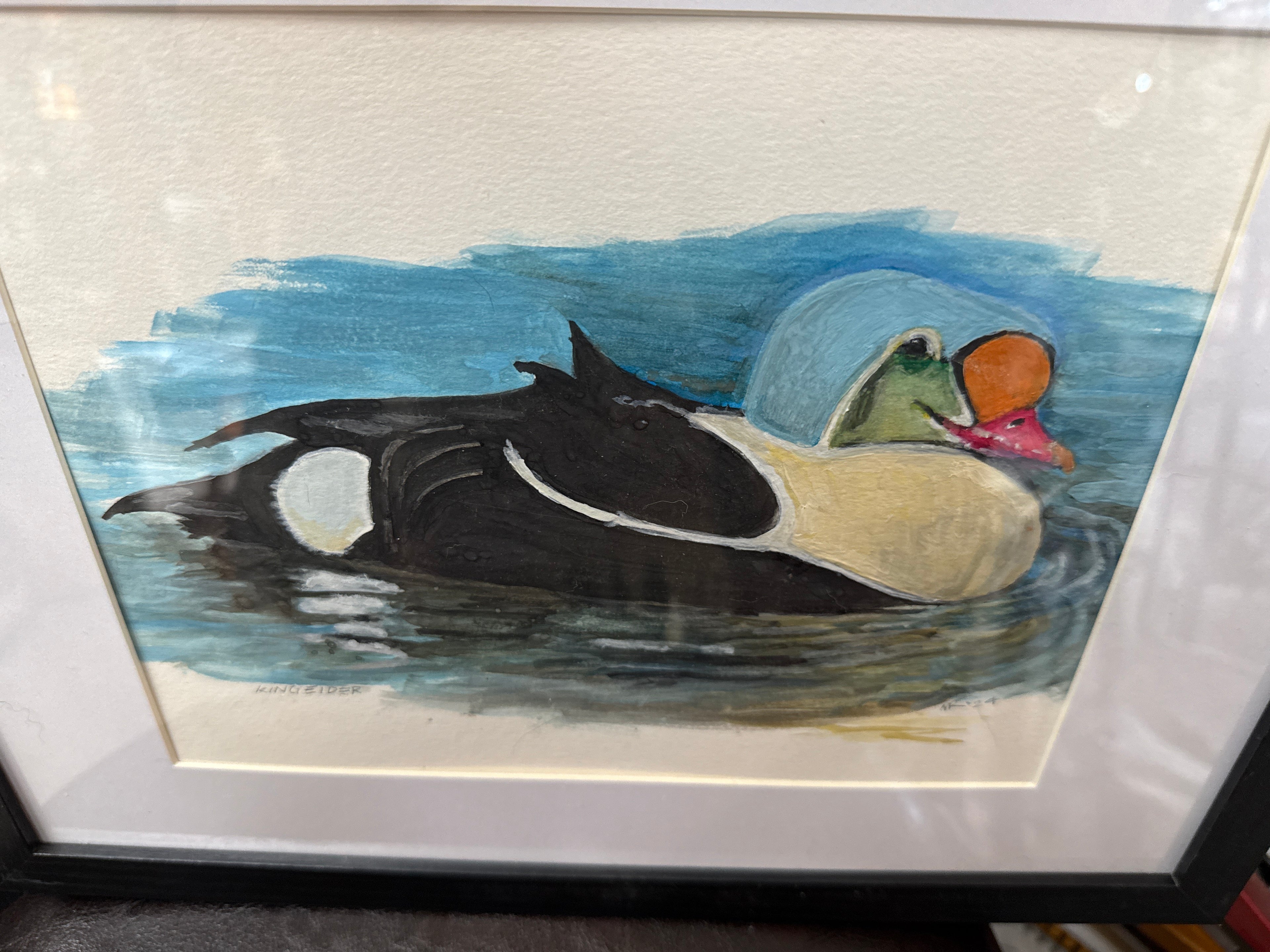 King Eider