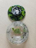 #136 Round Clear Green/black Box With Succulent Topper